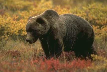 East Siberia brown bear